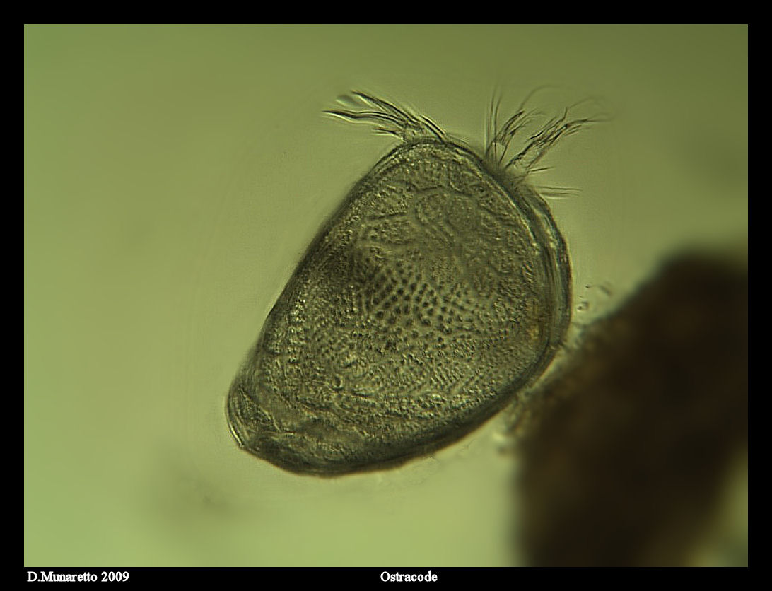 Ostracode...defunto!